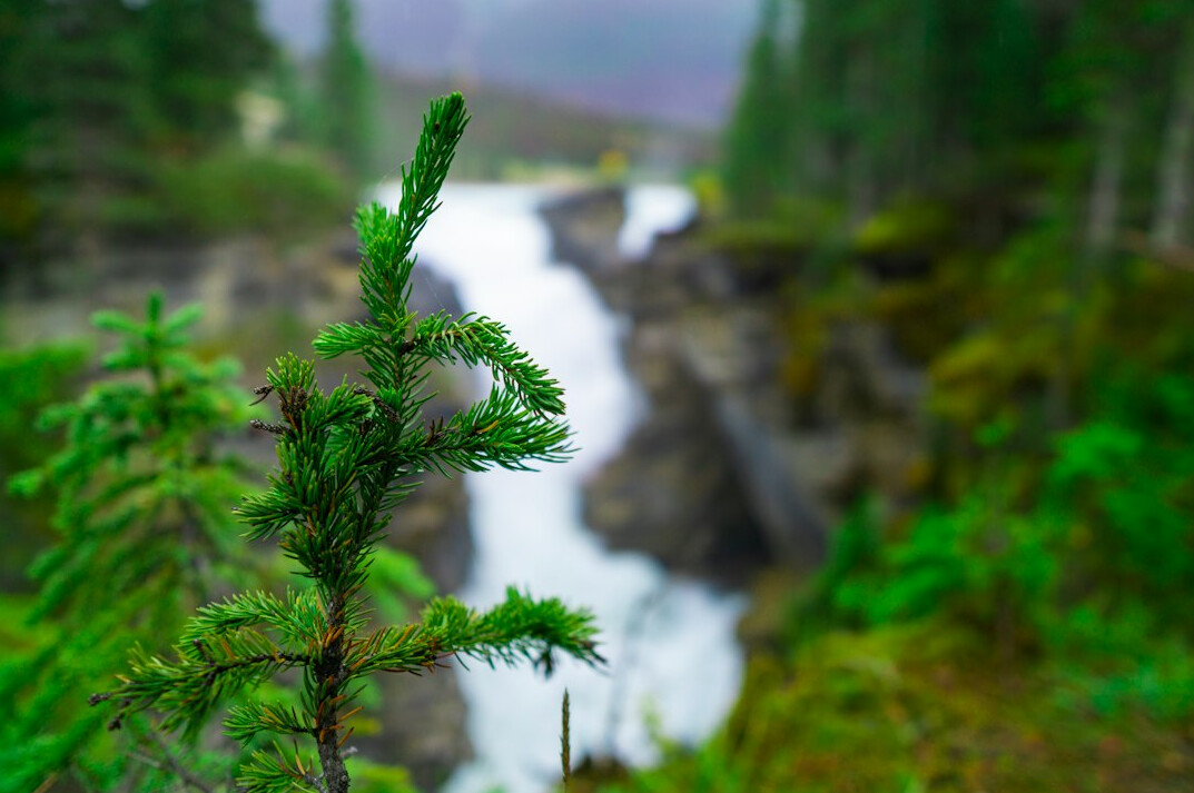 green forest preservation